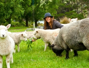 Pet a sheep